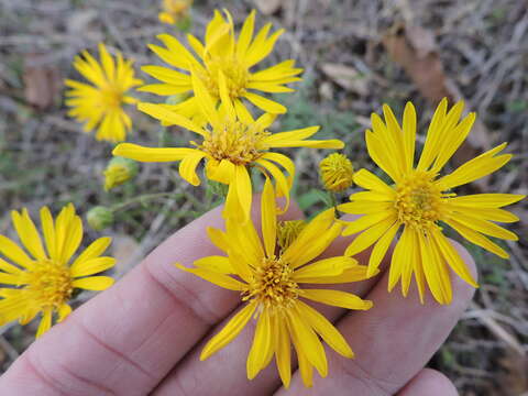 Слика од Heterotheca subaxillaris (Lam.) Britt. & Rusby