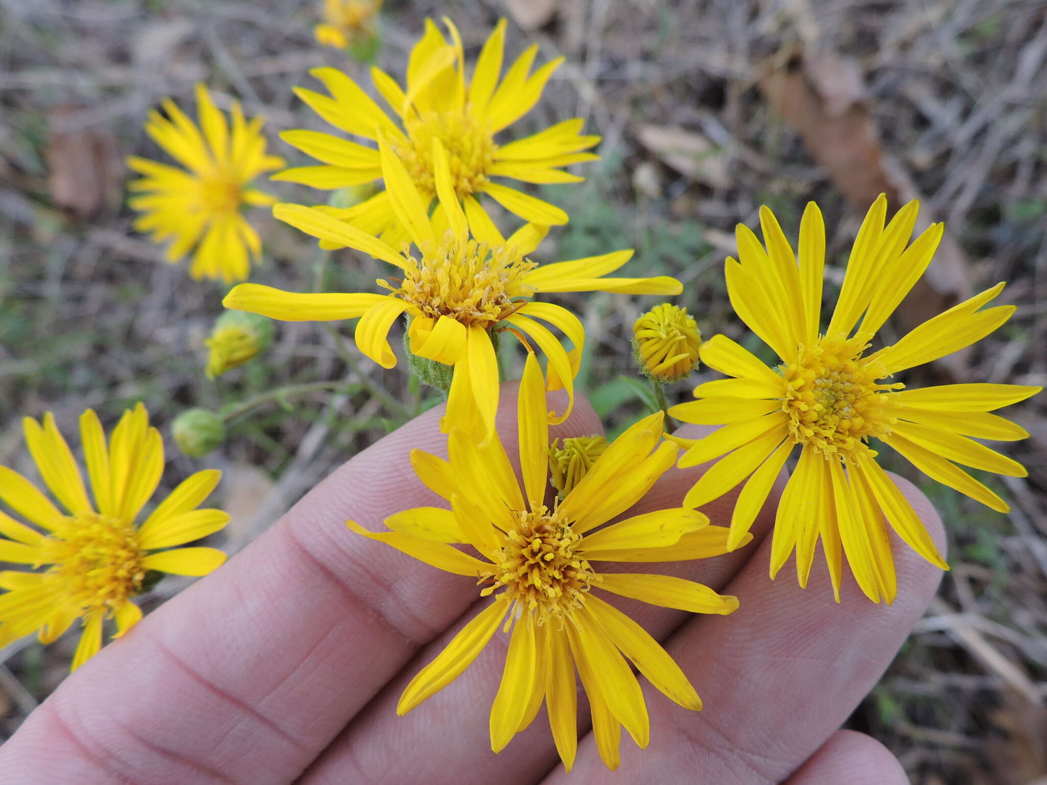 Image of camphorweed