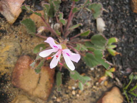 Image of Pelargonium ovale (Burm. fil.) L'Her.