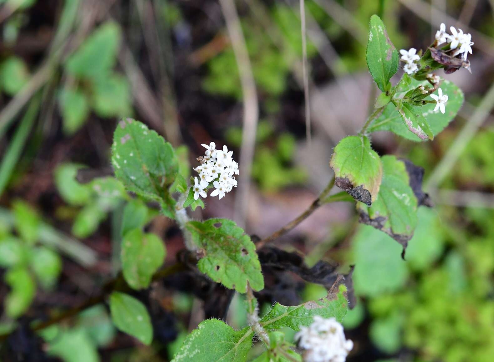 Image of Stevia tomentosa Kunth