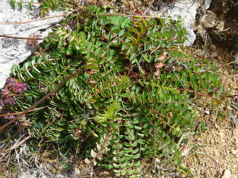 Imagem de Poterium sanguisorba L.