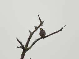 Image of Lanner Falcon