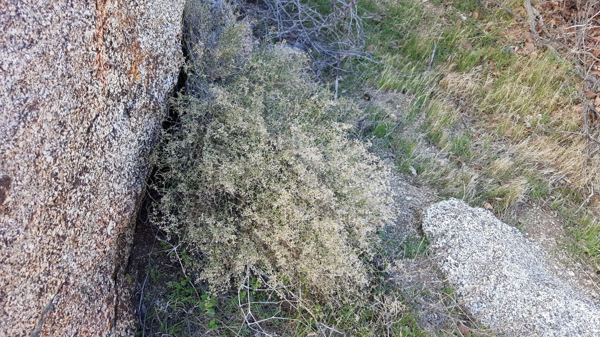 Image of Borrego bedstraw