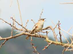 Image of White-browed Scrub Robin