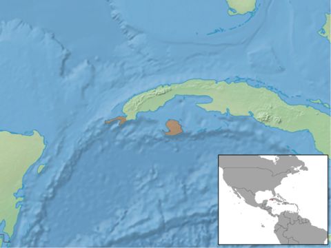 Image of Cuban Greater Funnel-eared Bat