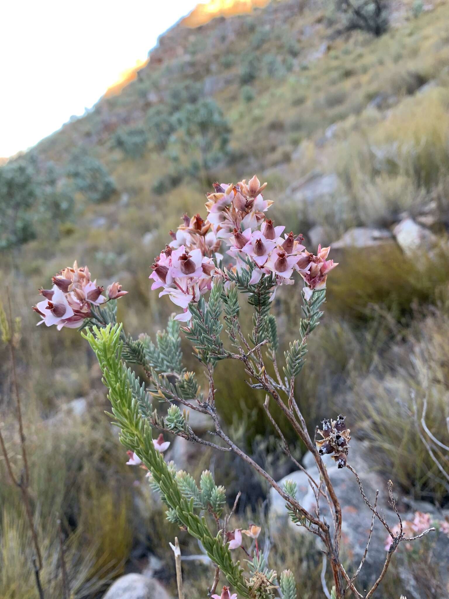 Image of Erica eugenea Dulfer