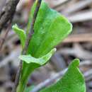 Image of Hibbertia circumdans B. J. Conn