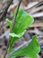 Image of Hibbertia circumdans B. J. Conn