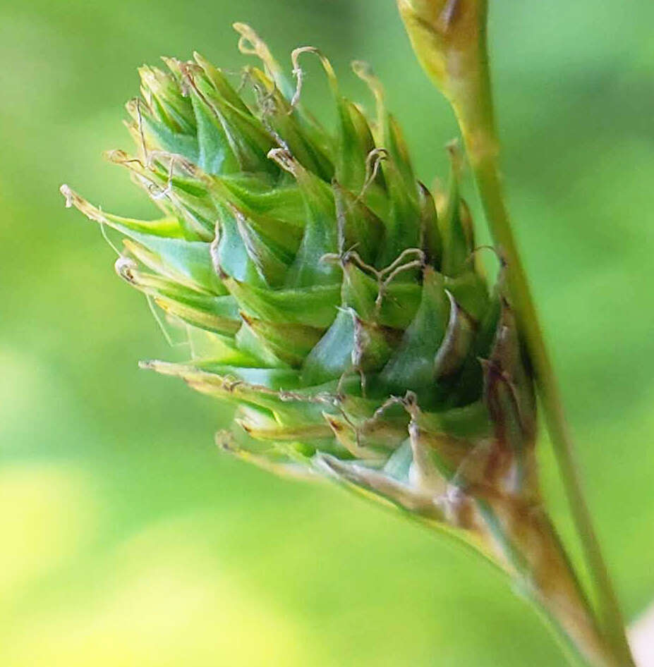 Image of Bicknell's sedge