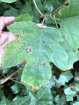 Image of Cercospora hydrangeae Ellis & Everh. 1892