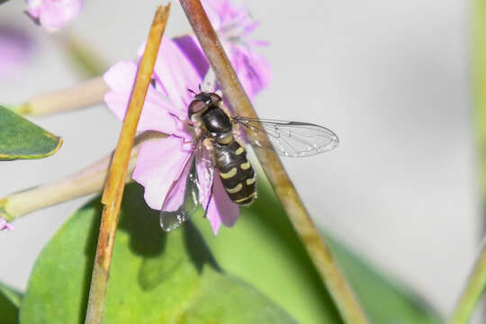 Image of <i>Lapposyrphus lapponicus</i>