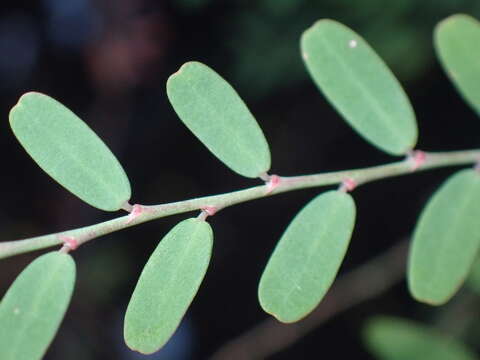 Image of Drummond's leaf-flower