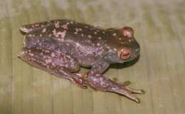 Image of Palmer's Treefrog