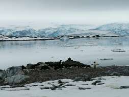 Image of Adelie Penguin