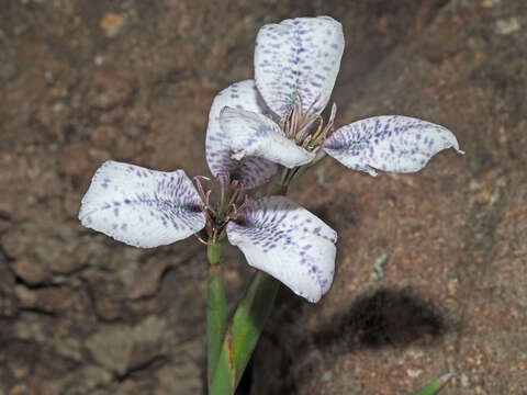 Image of Moraea vigilans Goldblatt & J. C. Manning