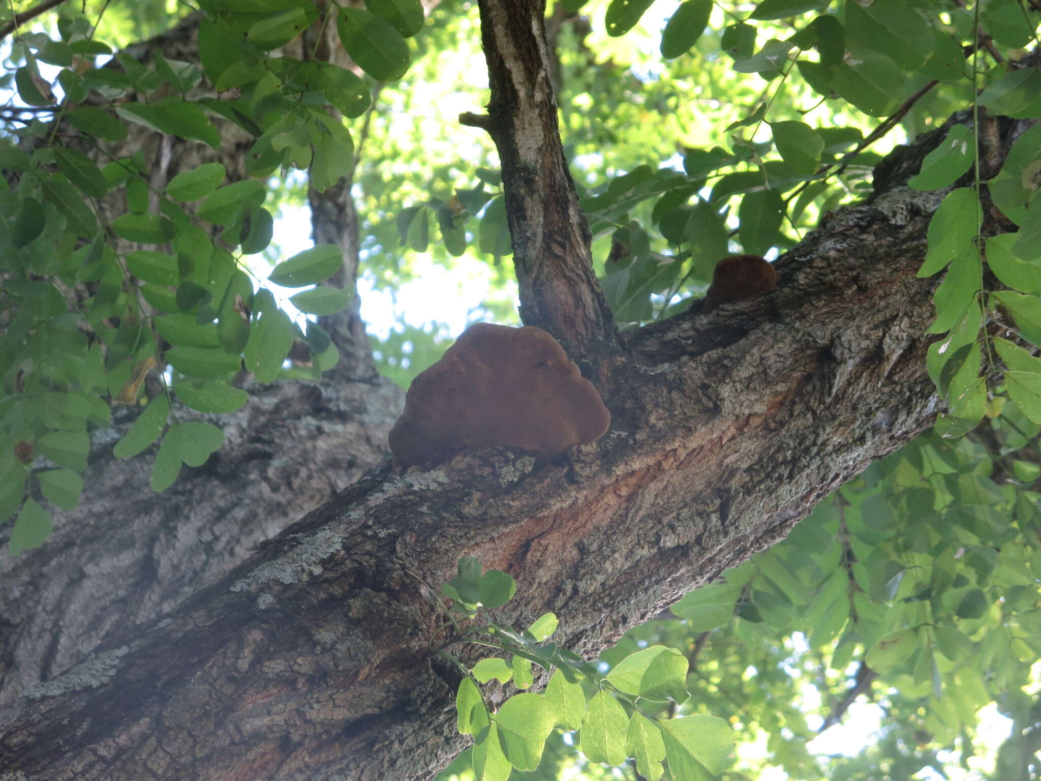 Image de Polypore du robinier