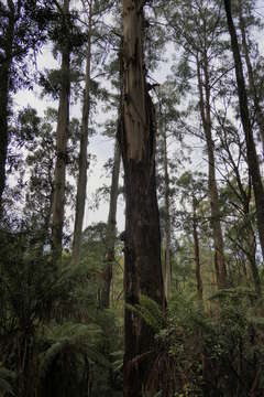 Image of Mountain ash