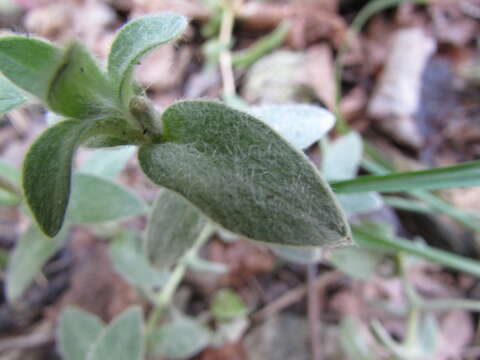 Imagem de Cerastium velutinum Raf.