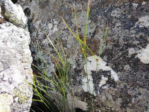 Juncus trifidus L. resmi