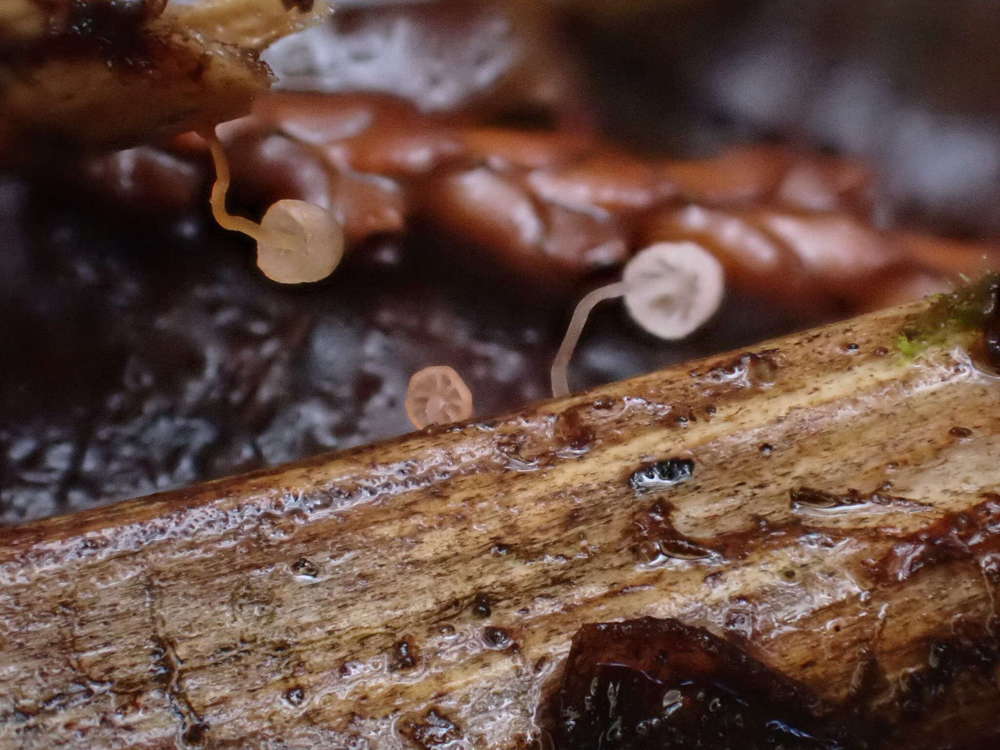 Слика од Mycena pterigena (Fr.) P. Kumm. 1871