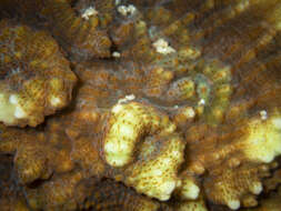 Image of Flat Lettuce Coral