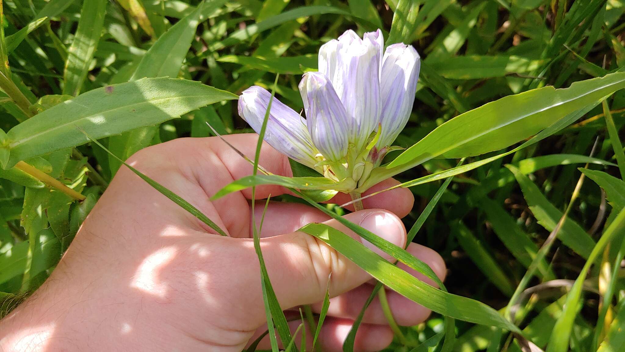 Image of gentian