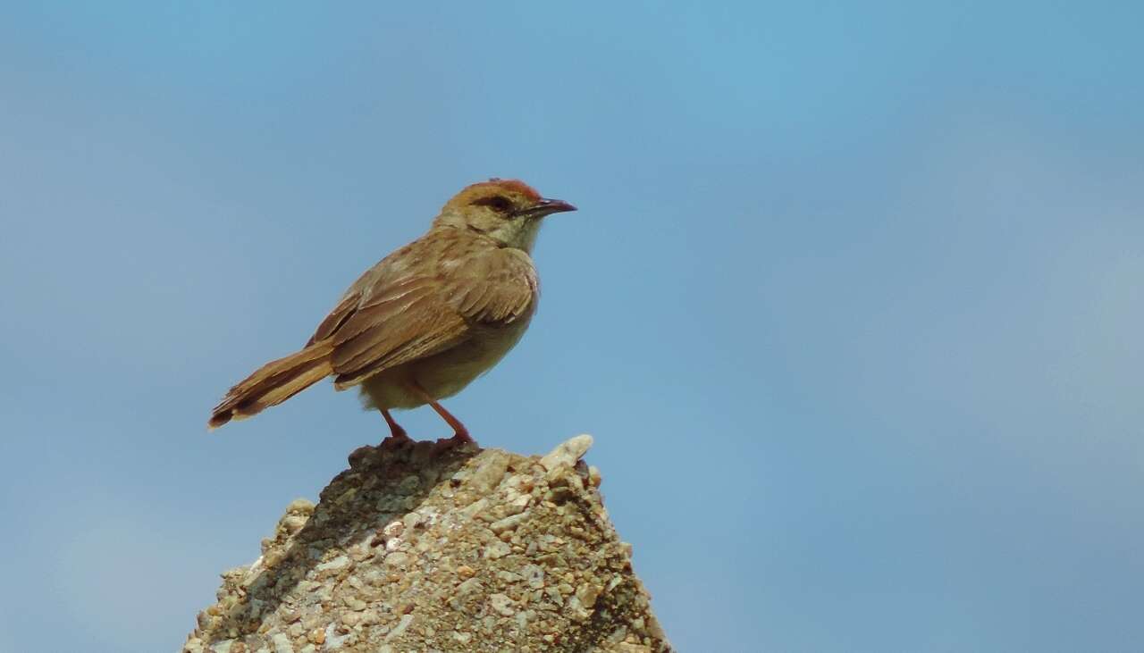 Cisticola chiniana (Smith & A 1843) resmi