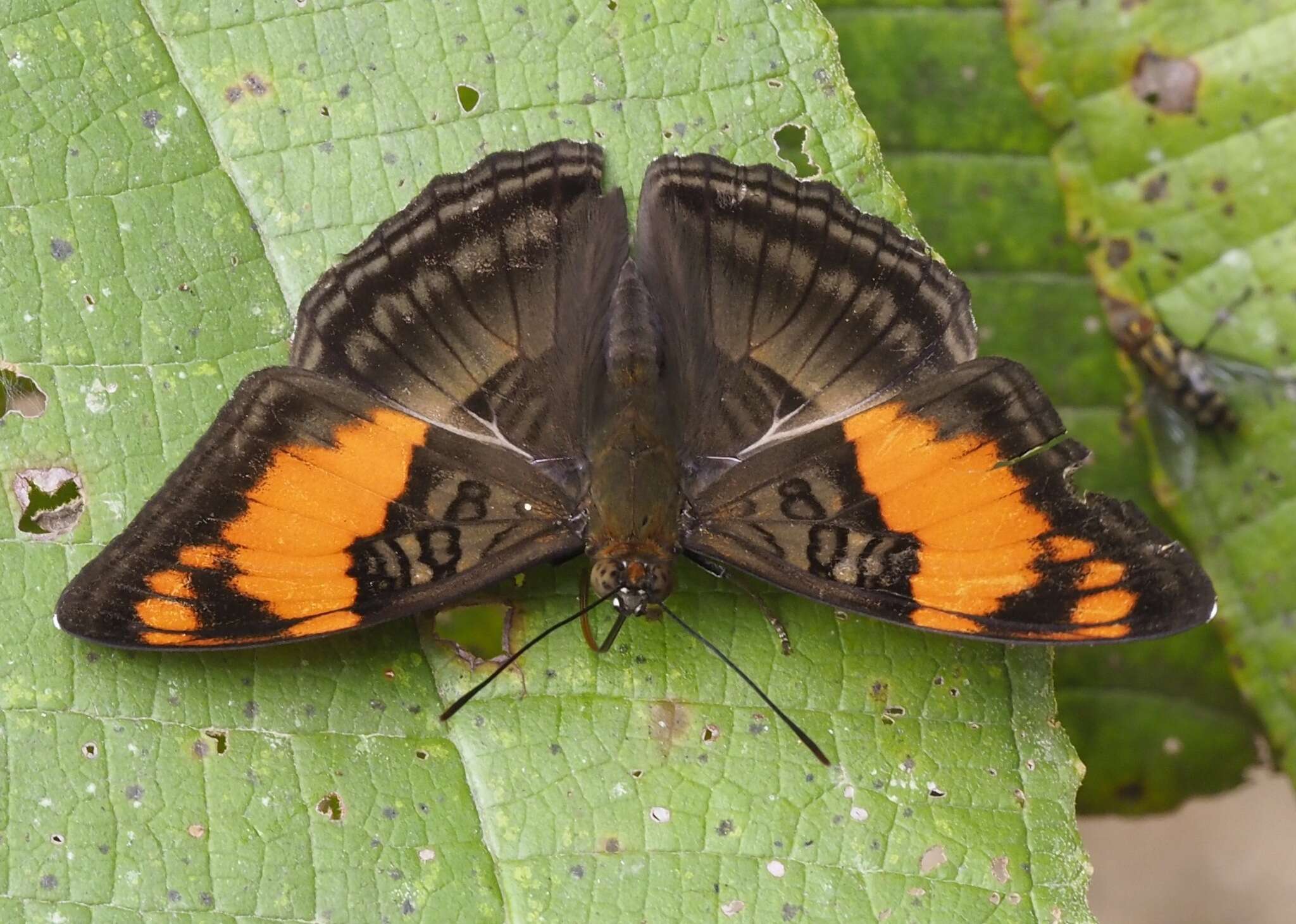 Image de <i>Adelpha mesentina</i>