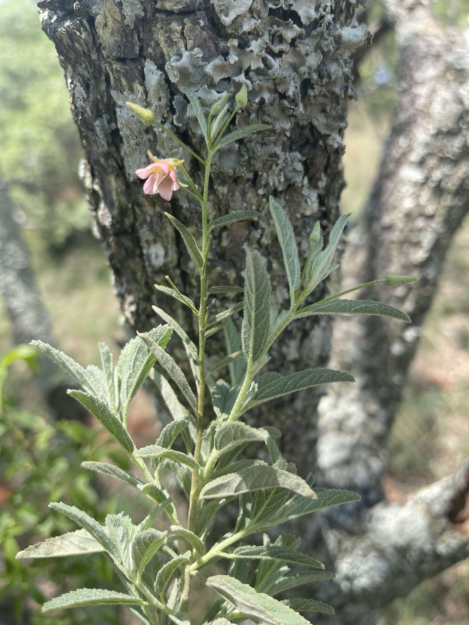 Plancia ëd Hermannia grisea Schinz