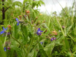 Image of Italian bugloss