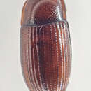 Image of Clamoris americana (Horn 1874)