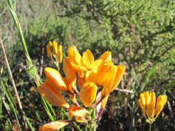 Image of Ixia aurea J. C. Manning & Goldblatt