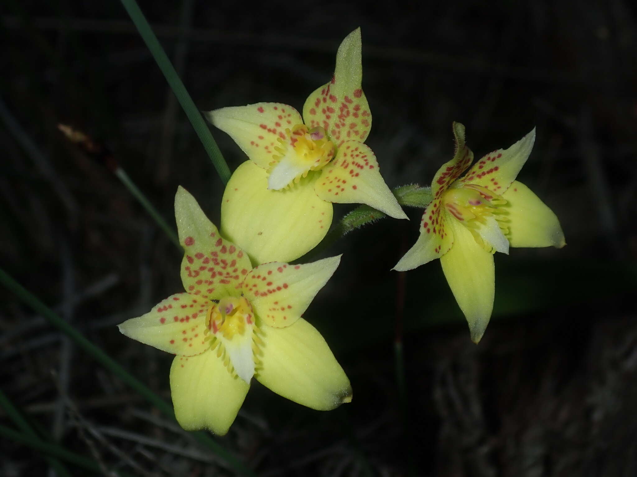 Image de Caladenia flava subsp. maculata Hopper & A. P. Br.