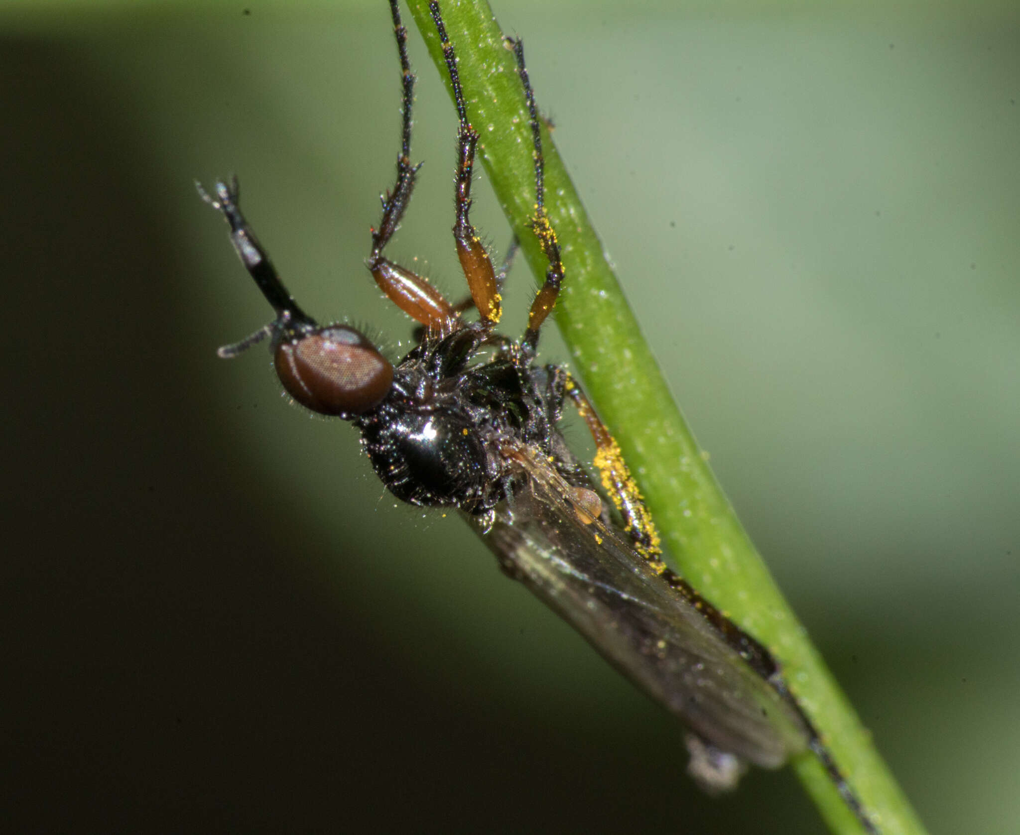 Image of Dilophus bicoloripes Edwards 1938