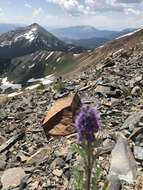 Image of silky phacelia