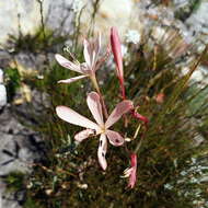 Image of Geissorhiza exscapa (Thunb.) Goldblatt