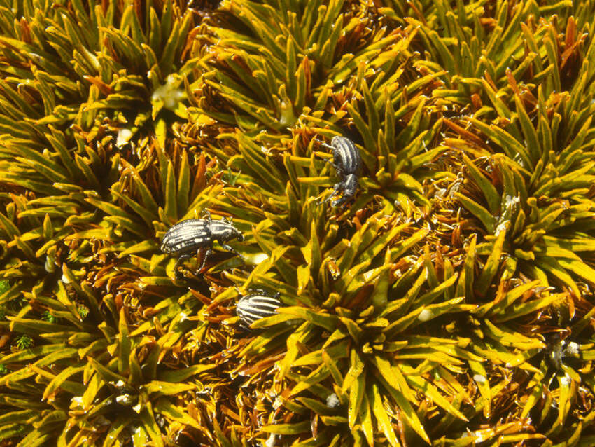 Image of Aciphylla simplex Petrie