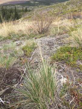 Image of Altai fescue