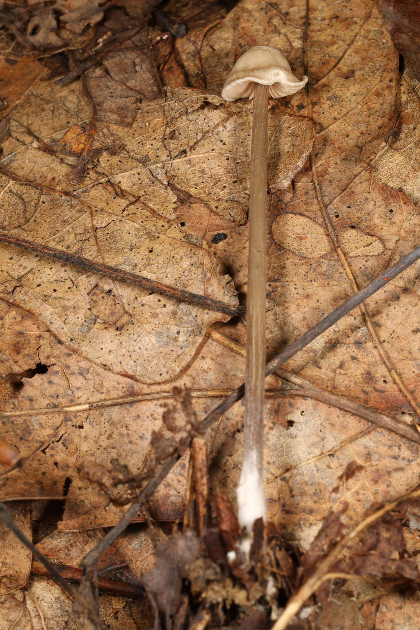 Image of Entoloma alboumbonatum Hesler 1967