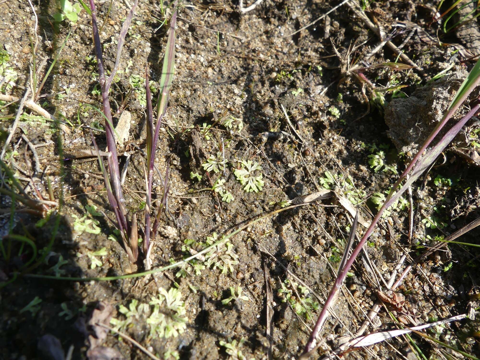 Image of Riccia huebeneriana subsp. sullivantii (Austin) R. M. Schust.