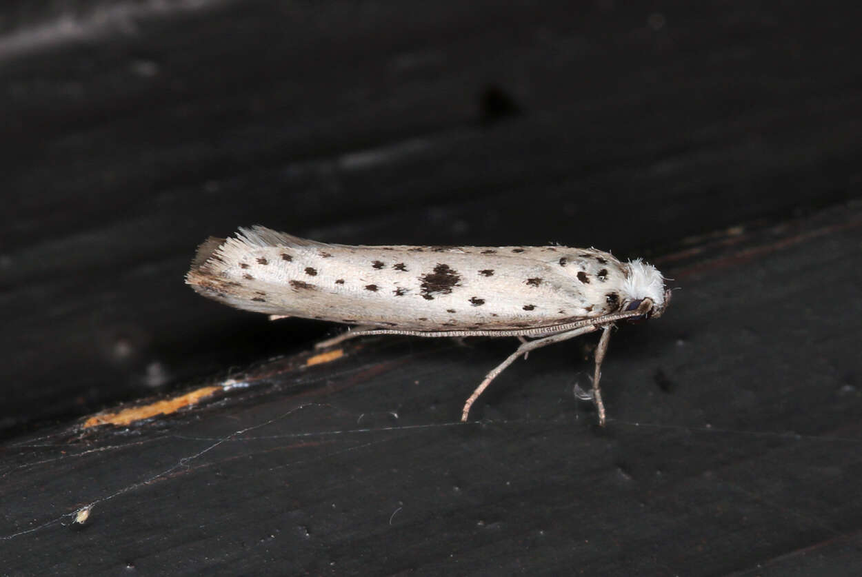 Image of black-tipped ermine