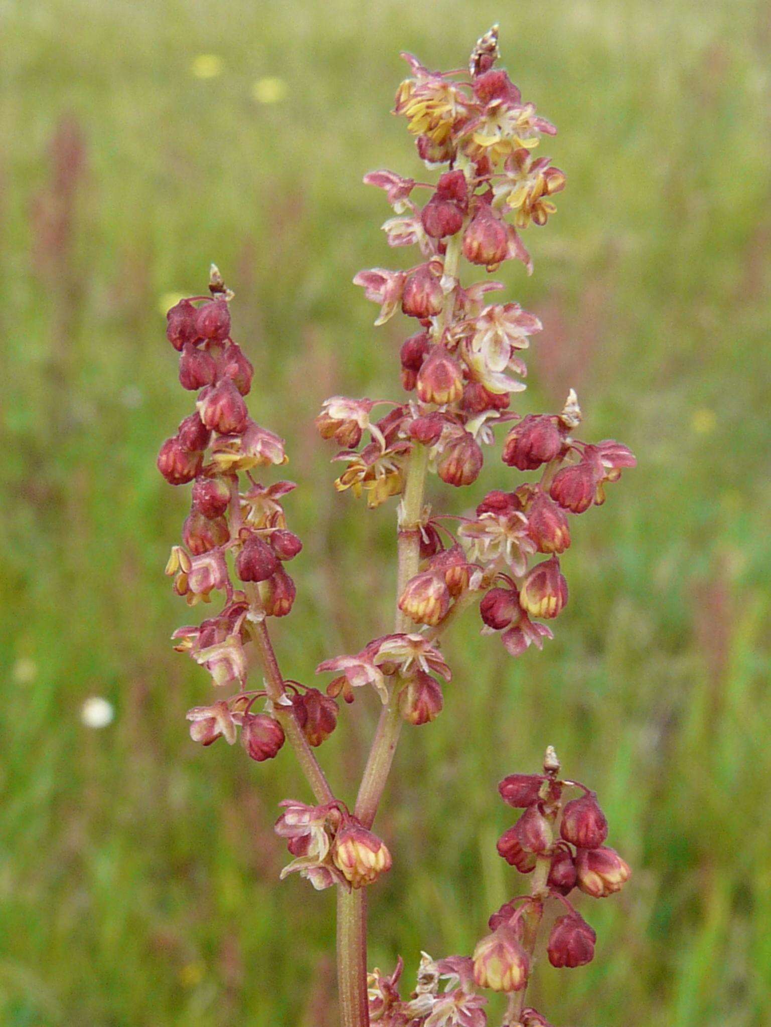 Imagem de Rumex acetosella subsp. acetosella