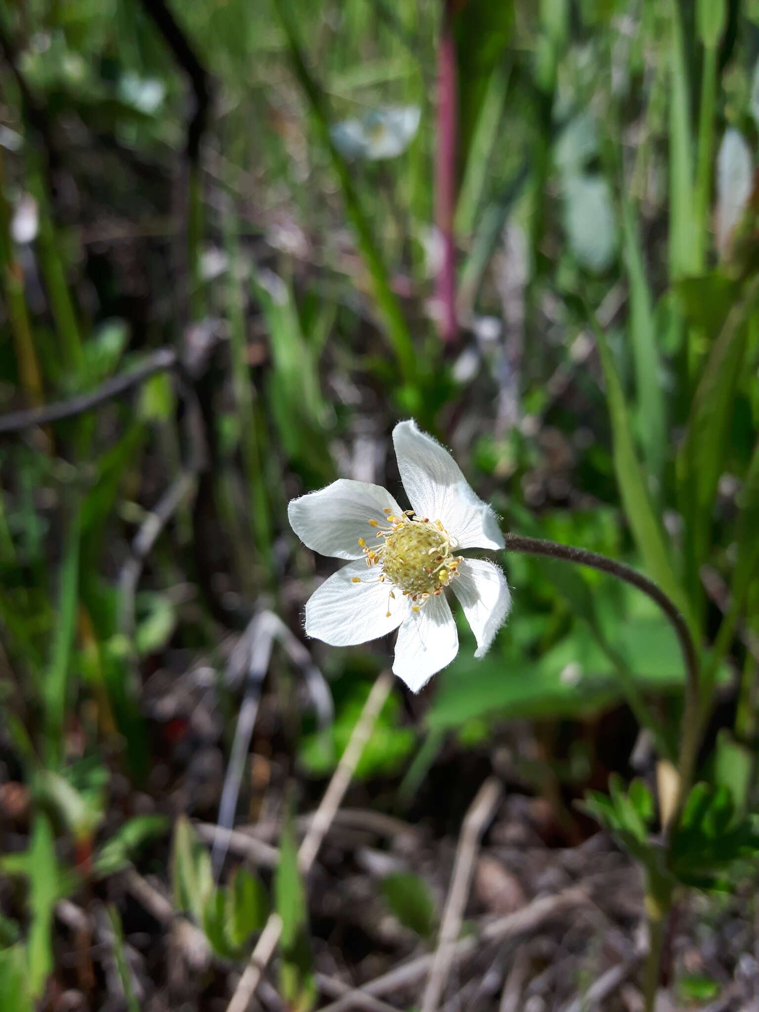 Anemone parviflora Michx. resmi