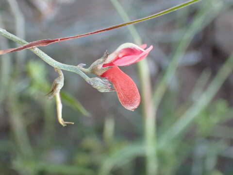 Imagem de Indigofera disticha Eckl. & Zeyh.