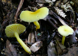 Image of Hygrocybe cerinolutea E. Horak 1973