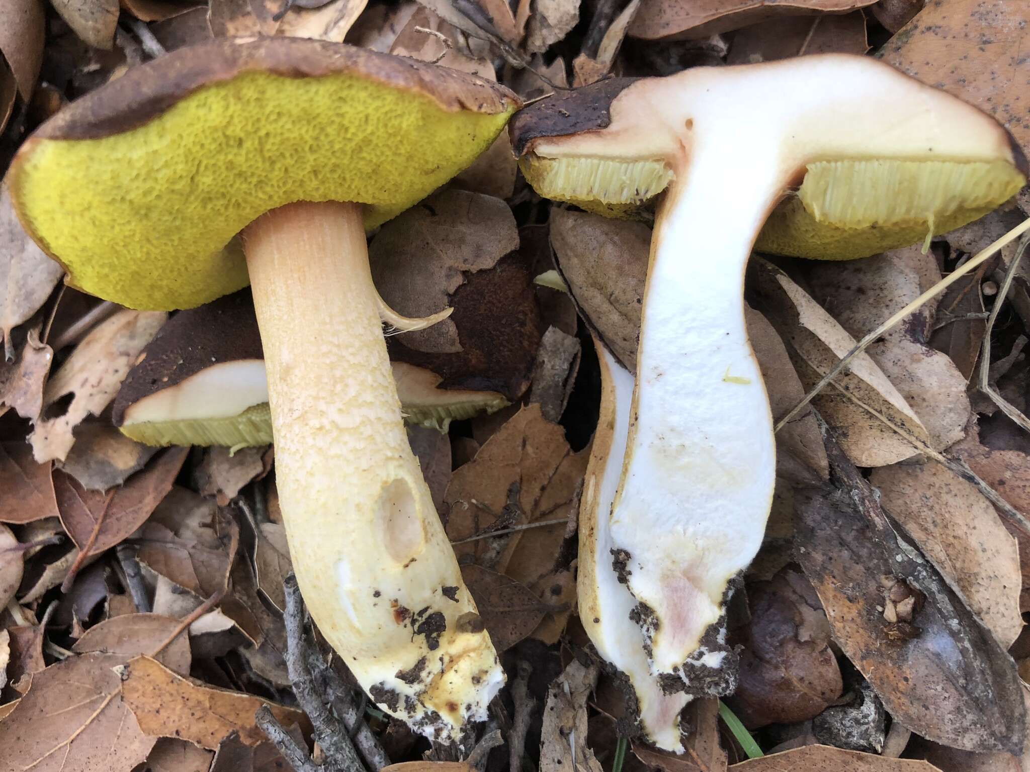 Image of Aureoboletus citriniporus (Halling) Klofac 2010