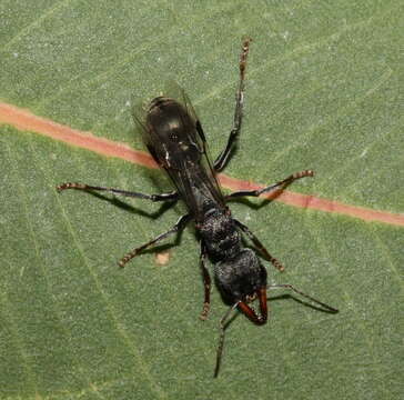 Image of Myrmecia clarki Crawley 1922