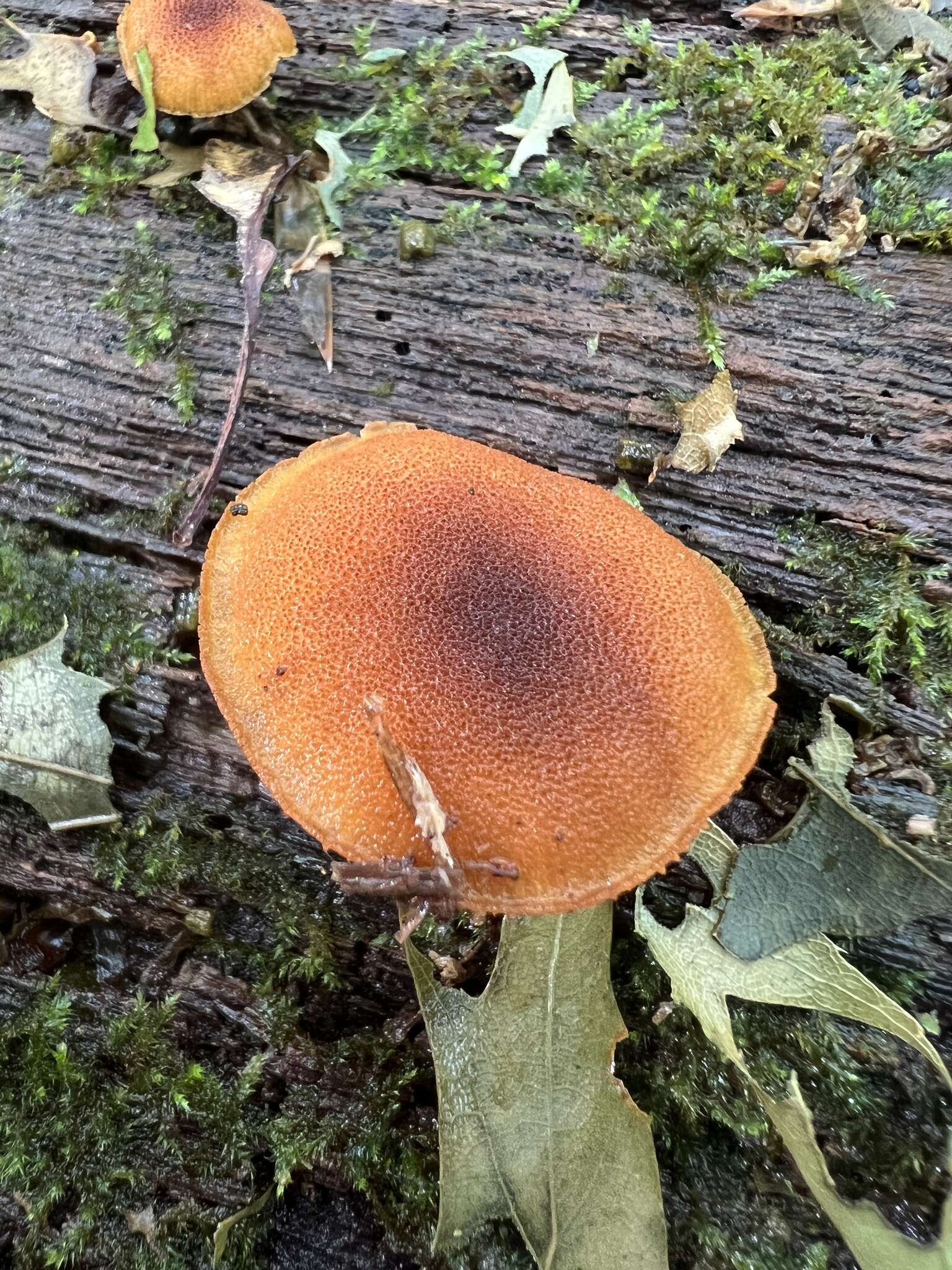 Imagem de Phaeomarasmius proximans (A. H. Sm. & Hesler) Singer 1989