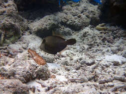 Image of Honeycomb Filefish