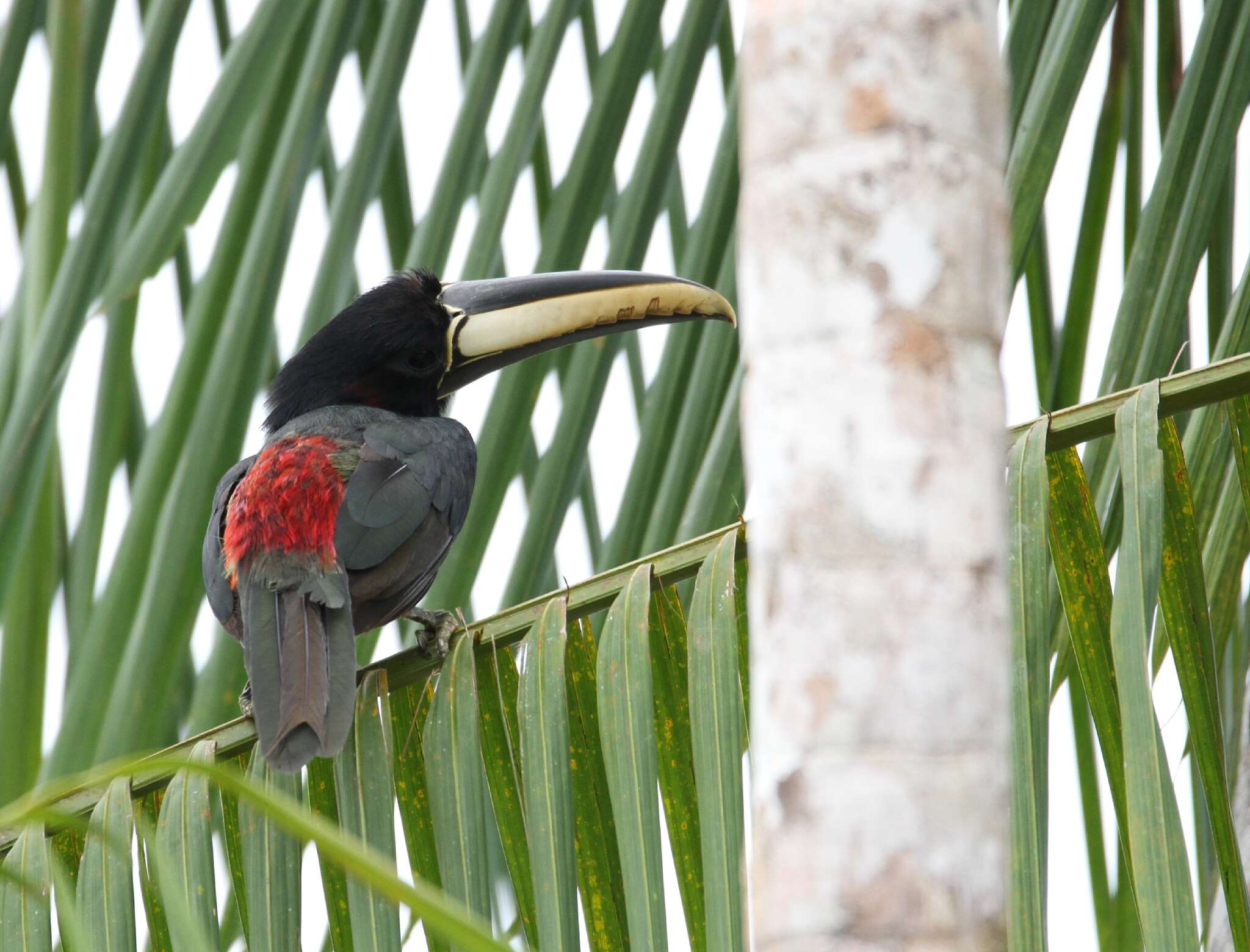 Image of Black-necked Aracari